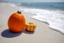 Pumpkin On Pensacola Beach